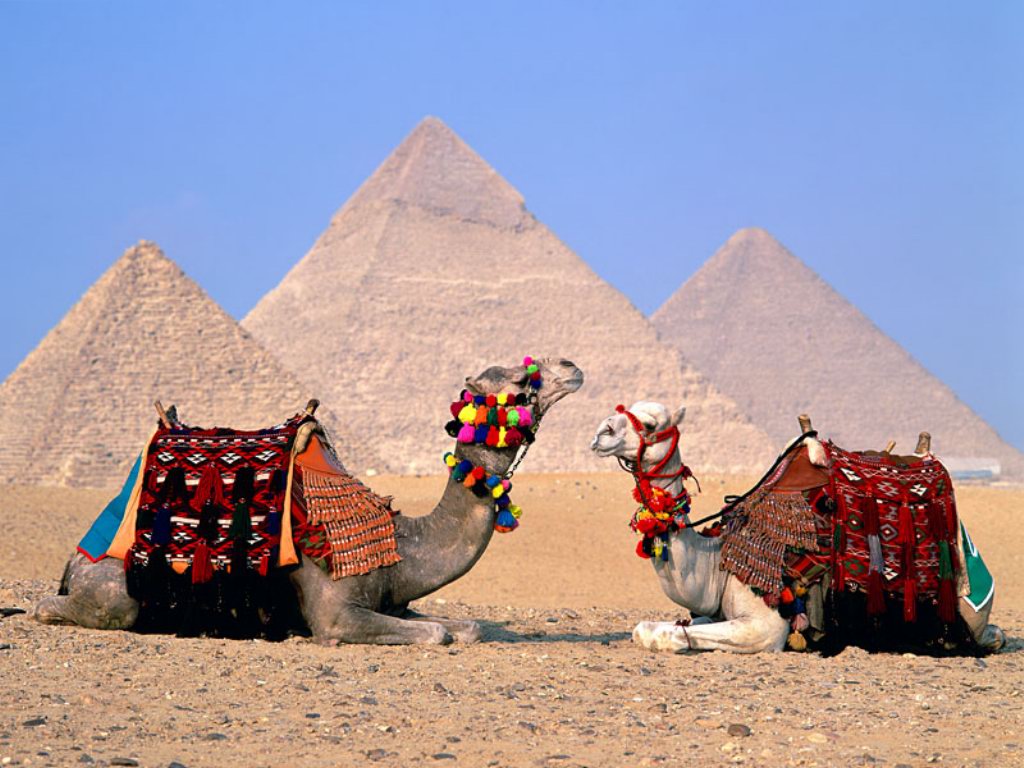 Egypt Cairo Camels610015133